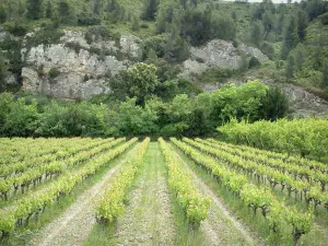 Paesaggi della Provenza - Viti e alberi