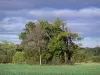Paisagens de Anjou - Campo, árvores, floresta e céu nublado