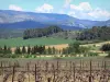 Paisagens de Aude - Videiras de vinha Cabardès com vista para o sopé da Montagne Noire