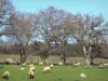 Paisagens de Aude - Rebanho de ovelhas em um prado forrado com árvores