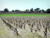 Paisagens de Aude - Vinhedo, campos, de, Cabardès, vinhedo