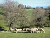 Paisagens de Aude - Rebanho de ovelhas em um pasto cercado por árvores