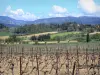 Paisagens de Aude - Videiras de vinha Cabardès com vista para o sopé da Montagne Noire