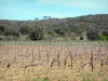 Paisagens de Aude - Vinhas Corbières