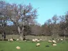Paisagens de Aude - Rebanho de ovelhas em um prado forrado com árvores