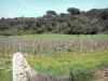 Paisagens de Aude - Vinhedos de vinhedos de Corbières