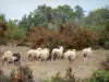 Paisagens de Aveyron - Causse du Larzac, no Parque Natural Regional de Grands Causses: rebanho de ovelhas