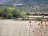 Paisagens de Aveyron - Parque Natural Regional de Grands Causses: planalto Larzac com flores silvestres em primeiro plano