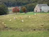Paisagens de Aveyron - Planalto, Aubrac: rebanho, de, vacas, em, um, prado, casa pedra, e, árvores