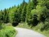 Paisagens do Béarn - Pequena estrada atravessando a floresta de Issaux