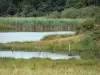 Paisagens de Berry - Parque Natural Regional de Brenne: prado, lagoa e reedbeds (juncos)