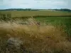 Paisagens da Picardia - Orelhas, campos e florestas à distância