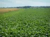 Paisagens da Picardia - Campos de cultura e floresta à distância