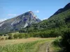 Paisagens do Drôme - Vercors Regional Nature Park: campo arborizado no sopé das montanhas