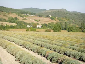 Paisagens do Drôme - Campo de lavanda e colinas