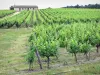 Paisagens do Gironde - Vinhedo de Bordeaux: videiras de Sauternes