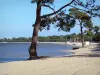Paisagens do Gironde - Lac d'Hourtin-Carcans e praia de areia Maubuisson decorado com pinheiros, na cidade de Carcans