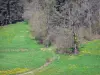 Paisagens do Haute-Loire - Livradois-Forez Regional Nature Park: prado florido forrado com árvores