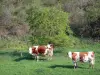 Paisagens do Haute-Loire - Vacas em um prado