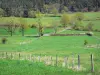 Paisagens do Haute-Loire - Sucessão de prados pontuados por árvores