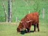 Paisagens do Haute-Loire - Vacas em um prado