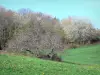 Paisagens do Haute-Loire - Pasto arborizado
