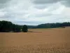 Paisagens do Haute-Saône - Campo, floresta e nuvens no céu