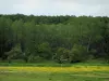 Paisagens do Indre-et-Loire - Prado pontilhado de flores silvestres e árvores de uma floresta
