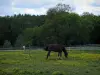 Paisagens do Indre-et-Loire - Dois cavalos, em, um, prado, pontilhado, com, wildflowers, e, árvores, em, a, fundo
