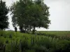 Paisagens do Indre-et-Loire - Dois, burros, em, um, prado, e, árvores
