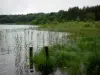 Paisagens Jura - Corpo de água, juncos e árvores