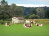 Paisagens Jura - Rebanho de vacas em um prado, cabana e árvores