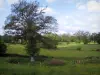 Paisagens de Limousin - Flores silvestres em um prado, pastagens e árvores, na Baixa Marche