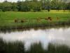 Paisagens de Limousin - Vacas de limusine à beira de um lago, em Basse-Marche