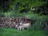Paisagens de Limousin - Ovelha e seu cordeiro, madeira cortada e vegetação
