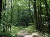 Paisagens de Limousin - Caminho, em, um, floresta, (trees)