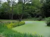 Paisagens de Loir-et-Cher - Árvores e flores à beira de um lago