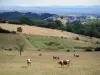 Paisagens do Loire - Vacas em um pasto, campos, árvores, aldeias e colinas