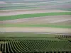Paisagens do Marne - Campos de vinhas (vinhas de Champagne), estradas e campos de cultura
