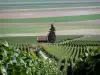 Paisagens do Marne - Vinhas da vinha de Champagne, vinha hut, árvore e campos de cultura