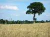 Paisagens do Mayenne - Árvore dominando um campo de trigo