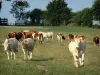Paisagens do Mayenne - Manada de vacas em um prado