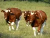 Paisagens do Mayenne - Três, vacas, em, um, prado