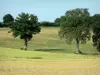 Paisagens do Mayenne - Árvores, cercado, campos