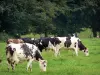 Paisagens do Orne - Parque Natural Regional da Normandia-Maine: vacas normandas em um prado