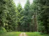 Paisagens do Orne - Ecouves Forest: estrada florestal forrada de flores silvestres e árvores; no Parque Natural Regional da Normandia-Maine
