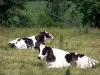 Paisagens do Orne - Vacas em um prado