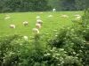 Paisagens do País Basco - Ovelhas em um pasto e arbustos em flor em primeiro plano