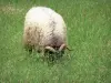 Paisagens do País Basco - Ovelhas em um prado
