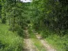 Paisagens do Périgord - Caminho arborizada